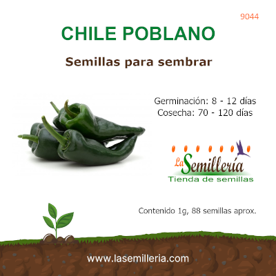 Foto de Sobre de Semillas de Chile Poblano