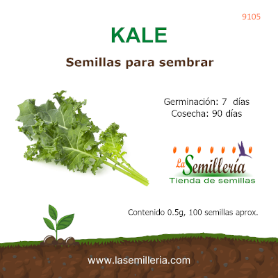 Foto de Sobre de Semillas de Kale