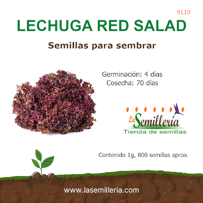 Foto de Sobre de Semillas de Lechuga Red Salad