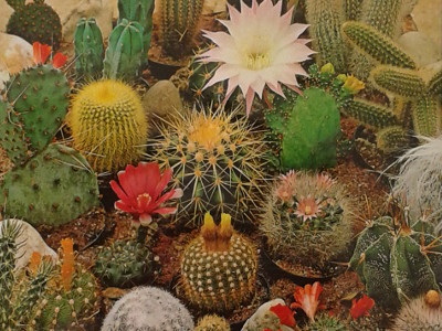 Foto de Semillas de Cactus 