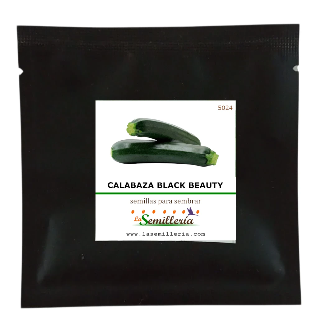 Foto de Sobre de Semillas de Calabaza Black Beauty