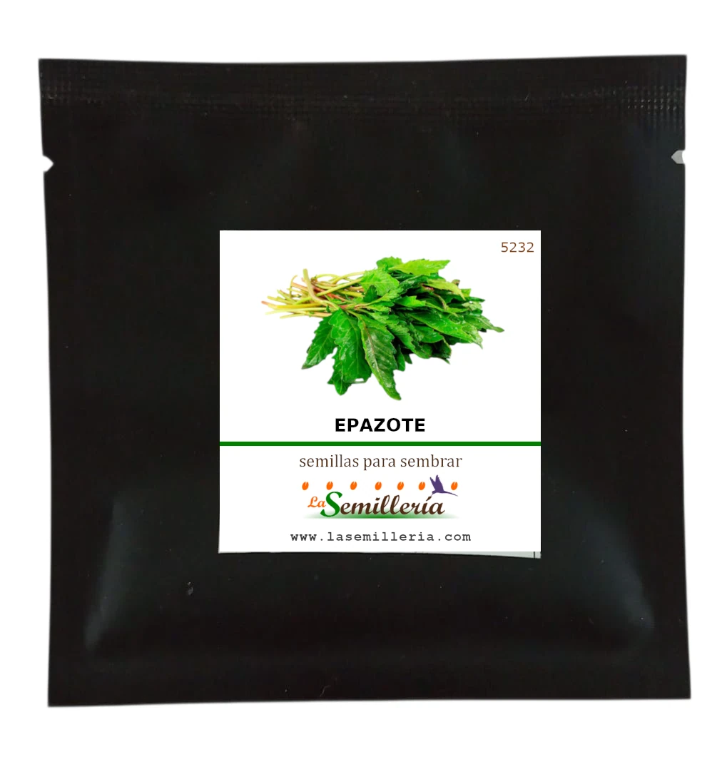 Foto de Sobre de Semillas de Epazote