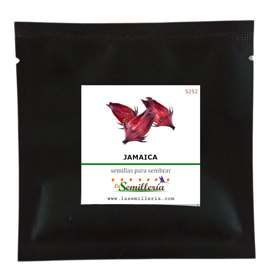 Foto de Sobre de Semillas de Jamaica