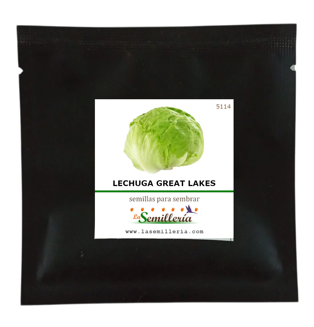 Foto de Sobre de Semillas de Lechuga Great Lakes