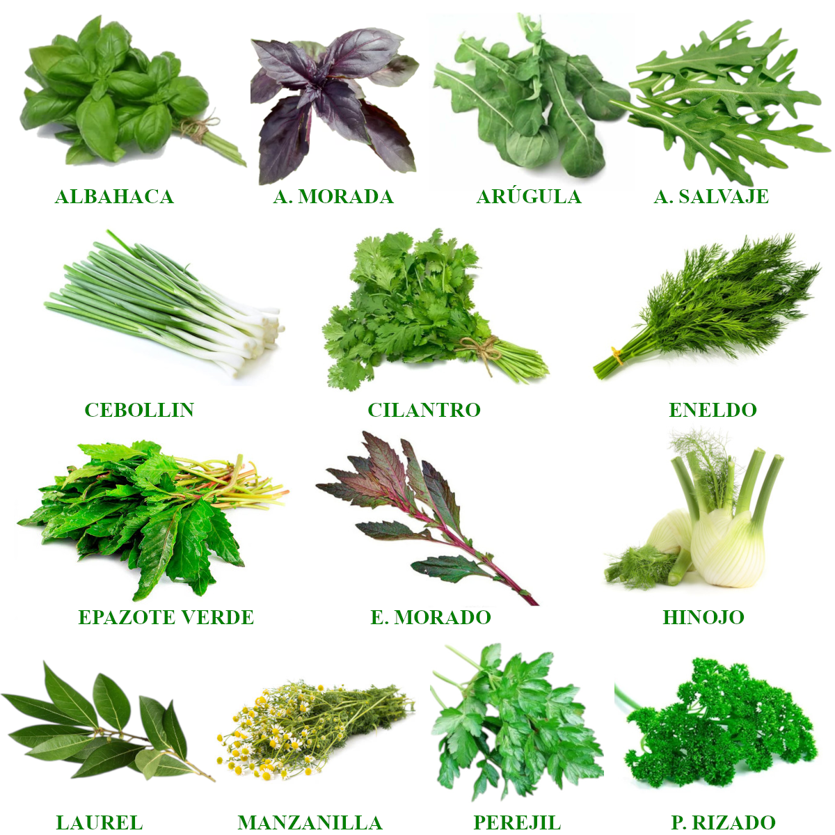 Foto de Semillas de Hierbas Aromáticas