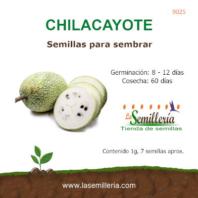 Foto de Sobre de Semillas de Chilacayote