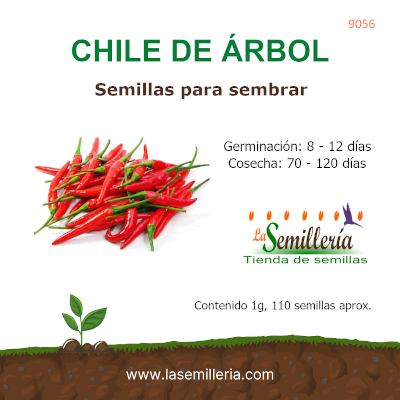 Foto de Sobre de Semillas de Chile de Árbol