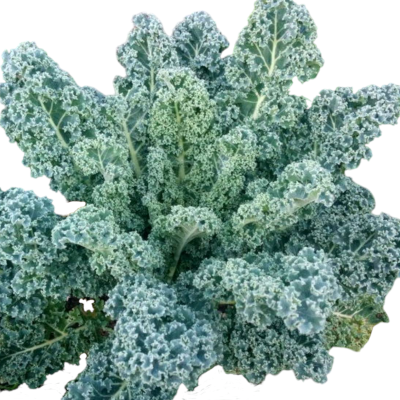 Foto de Semillas de Kale Verde