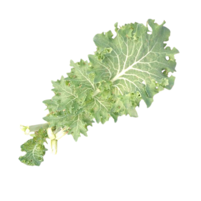 Foto de Semillas de Kale Verde