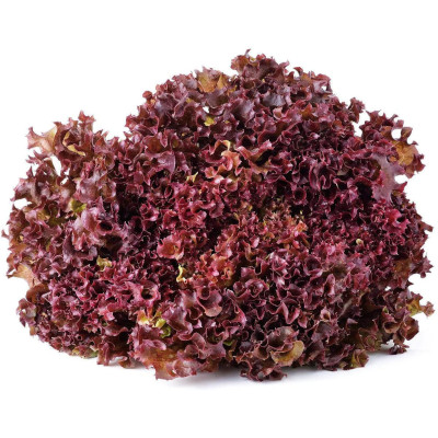 Foto de Lechuga Roja 