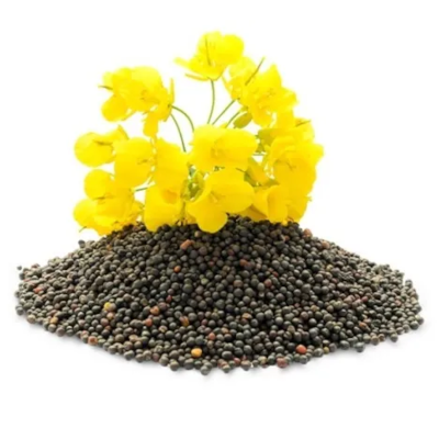 Foto de Semillas de Canola