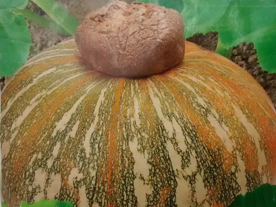 Foto de Semillas de Calabaza Pipian ST 