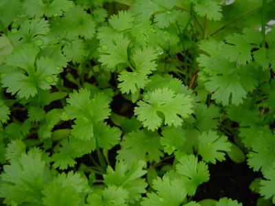 Foto de Semillas de Cilantro