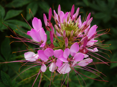 Foto de Semillas de Cleome 