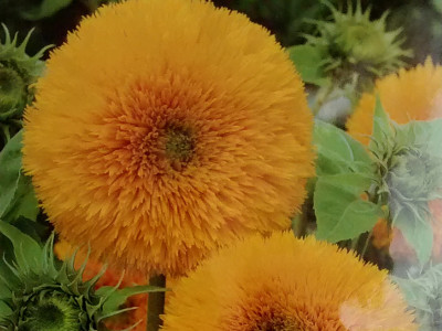 Foto de Semillas de Girasol Doble