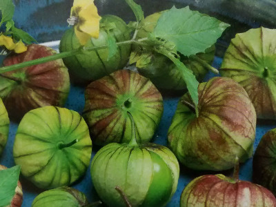 Foto de Semillas de Tomatillo Milpero Plus