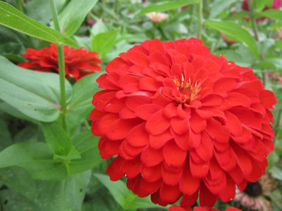 Foto de Semillas de Zinnia Elegante 