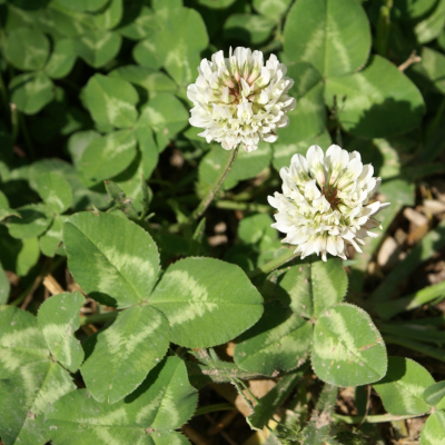 Foto de Semillas de Trébol Blanco