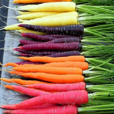 Foto de Semillas de Zanahoria Arcoiris 